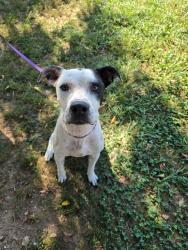 Found/Stray Male Dog last seen Dutch valley road, Anderson County, TN 37716