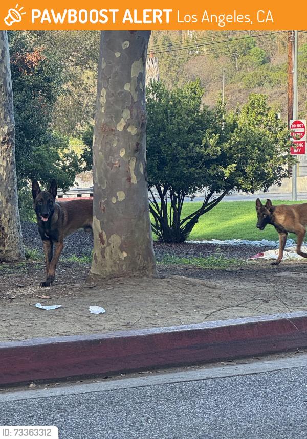 Found/Stray Unknown Dog last seen Kenneth Hahn Park Entrance - right off of La Cienega Blvd, Los Angeles, CA 90232