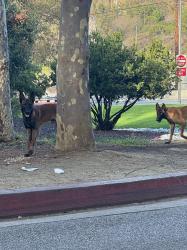 Found/Stray Unknown Dog last seen Kenneth Hahn Park Entrance - right off of La Cienega Blvd, Los Angeles, CA 90232