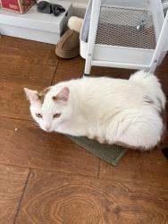 Lost Male Cat last seen 46th street 92105, San Diego, CA 92105