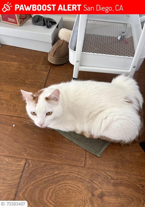 Lost Male Cat last seen 46th street 92105, San Diego, CA 92105