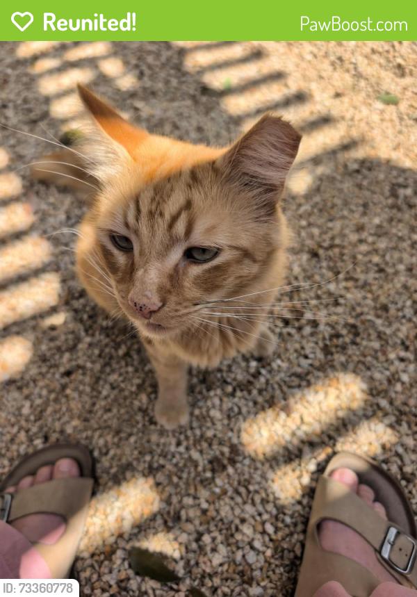 Reunited Male Cat last seen Chapman and Davis, San Jose, CA 95126