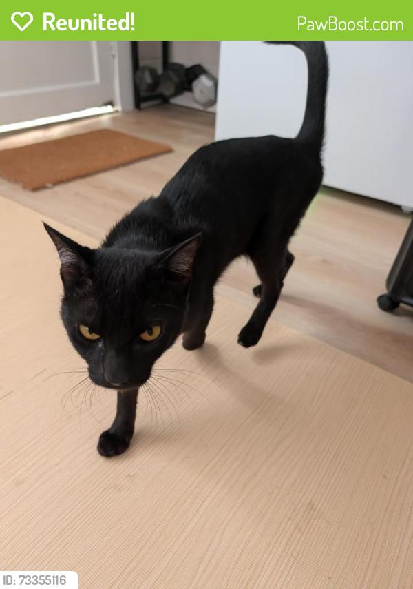 Reunited Unknown Cat last seen Bancroft and El Cajon, San Diego, CA 92104