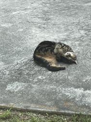 Lost Male Cat last seen Feresta street, Port St. Lucie, FL 34983