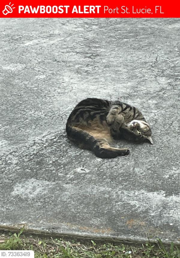 Lost Male Cat last seen Feresta street, Port St. Lucie, FL 34983