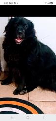 Lost Male Dog last seen 4th Street, 5th Street, St. Petersburg, FL 33704
