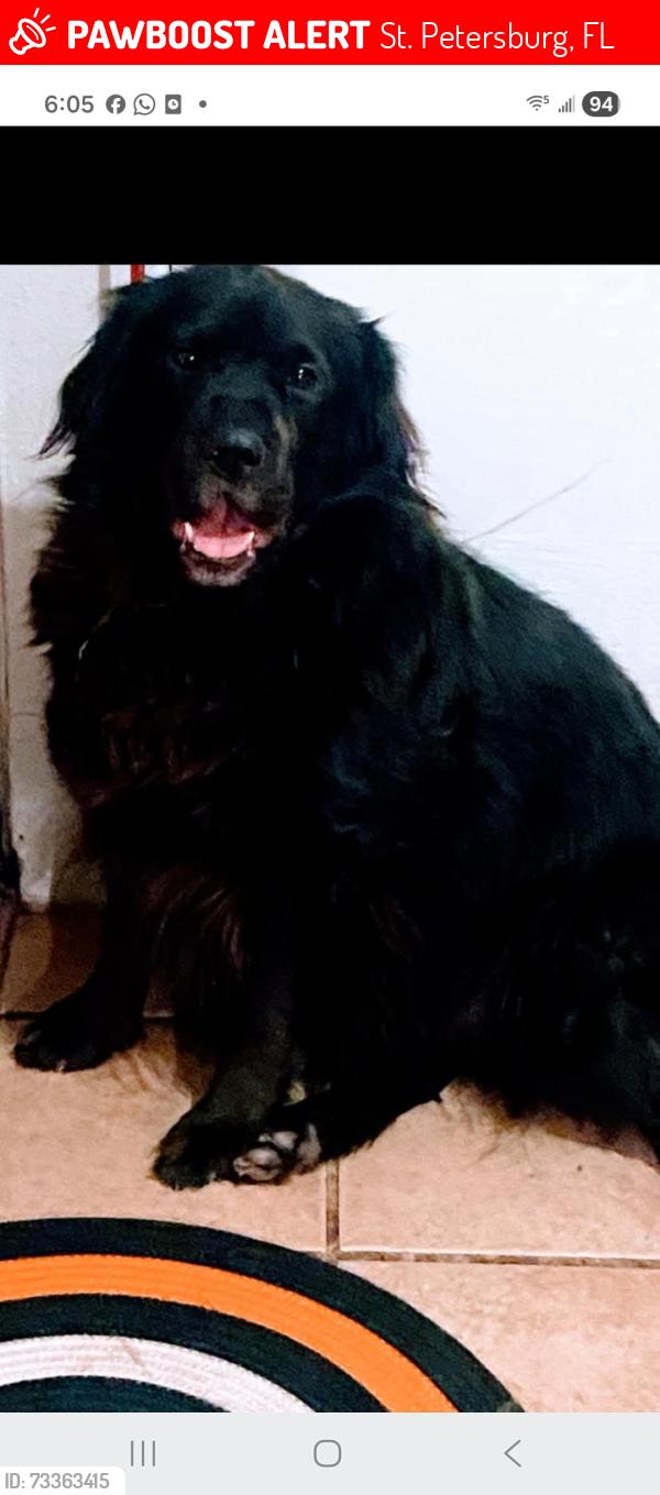 Lost Male Dog last seen 4th Street, 5th Street, St. Petersburg, FL 33704