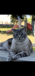 Lost Male Cat last seen Carmencita Ave, calvine rd, and Bradshaw rd, Sacramento, CA 95829