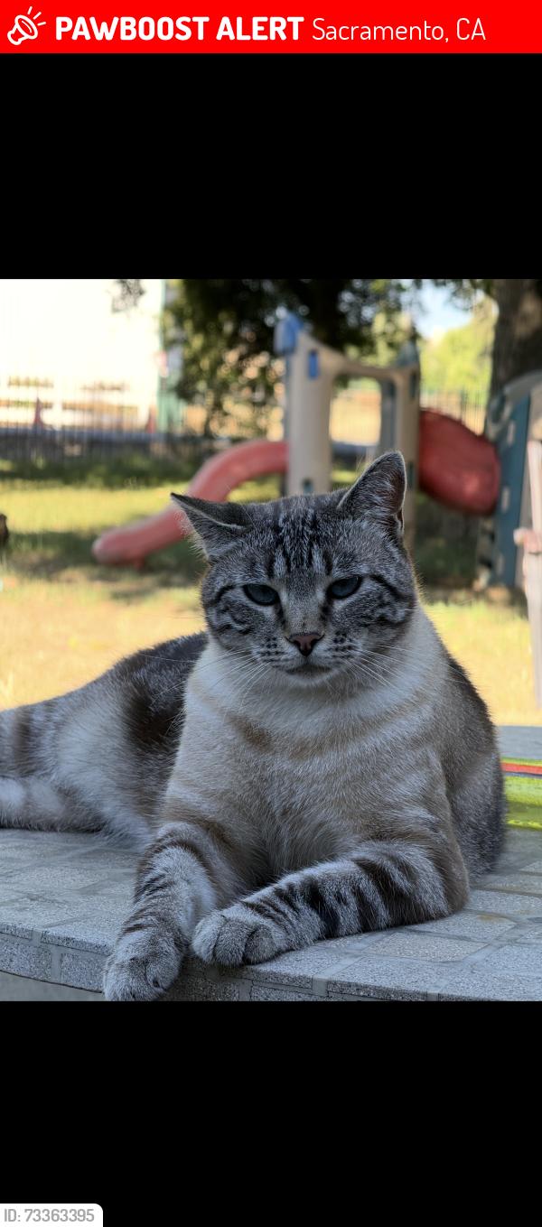 Lost Male Cat last seen Carmencita Ave, calvine rd, and Bradshaw rd, Sacramento, CA 95829