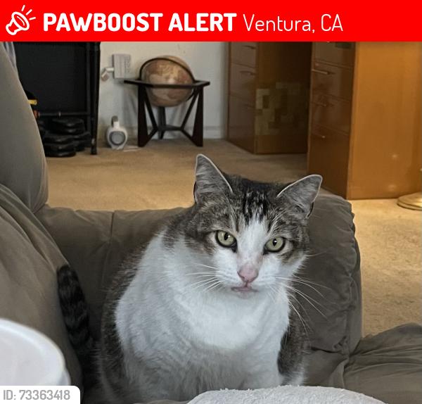 Lost Male Cat last seen Vinca Lane in the Vanoni Rsnch apmts, Ventura, CA 93004
