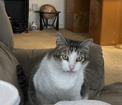 Lost Male Cat last seen Vinca Lane in the Vanoni Rsnch apmts, Ventura, CA 93004