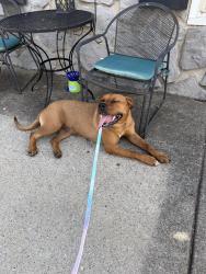 Reunited Female Dog last seen Luckett place, Smyrna, TN 37167