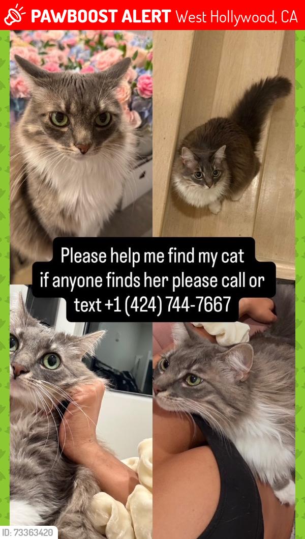 Lost Female Cat last seen by four seasons in bev hills, West Hollywood, CA 90048