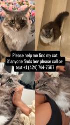 Lost Female Cat last seen by four seasons in bev hills, West Hollywood, CA 90048