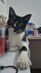 Lost Female Cat last seen Mata da Paula, Mercado Dia Dom João Nery, Rossi Lajeado, Parque Dom Joao Neri, SP 08151-117