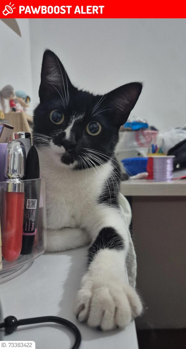 Lost Female Cat last seen Mata da Paula, Mercado Dia Dom João Nery, Rossi Lajeado, Parque Dom Joao Neri, SP 08151-117