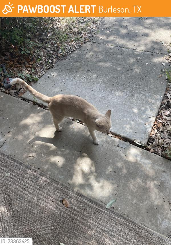 Found/Stray Male Cat last seen Creatment Baptist Church, Burleson, TX 76028