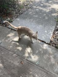 Found/Stray Male Cat last seen Creatment Baptist Church, Burleson, TX 76028