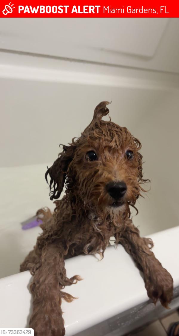 Lost Female Dog last seen Near home, Miami Gardens, FL 33056