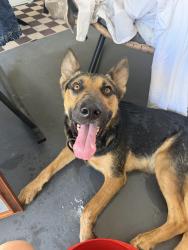 Found/Stray Male Dog last seen Sherwood st, Westminster, CA 92683