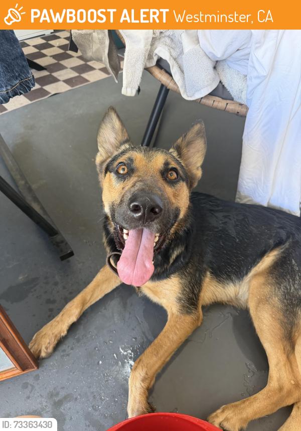 Found/Stray Male Dog last seen Sherwood st, Westminster, CA 92683