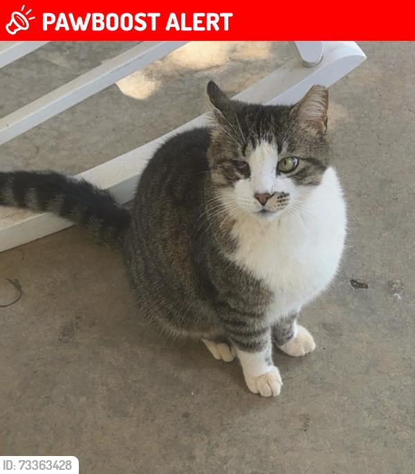 Lost Male Cat last seen Slanting bridge road, Lake Norman of Catawba, NC 28673