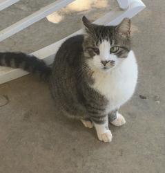 Lost Male Cat last seen Slanting bridge road, Lake Norman of Catawba, NC 28673