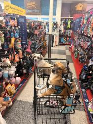 Lost Female Dog last seen Norwood st, Newark, NJ 07106