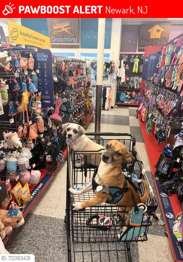 Lost Female Dog last seen Norwood st, Newark, NJ 07106