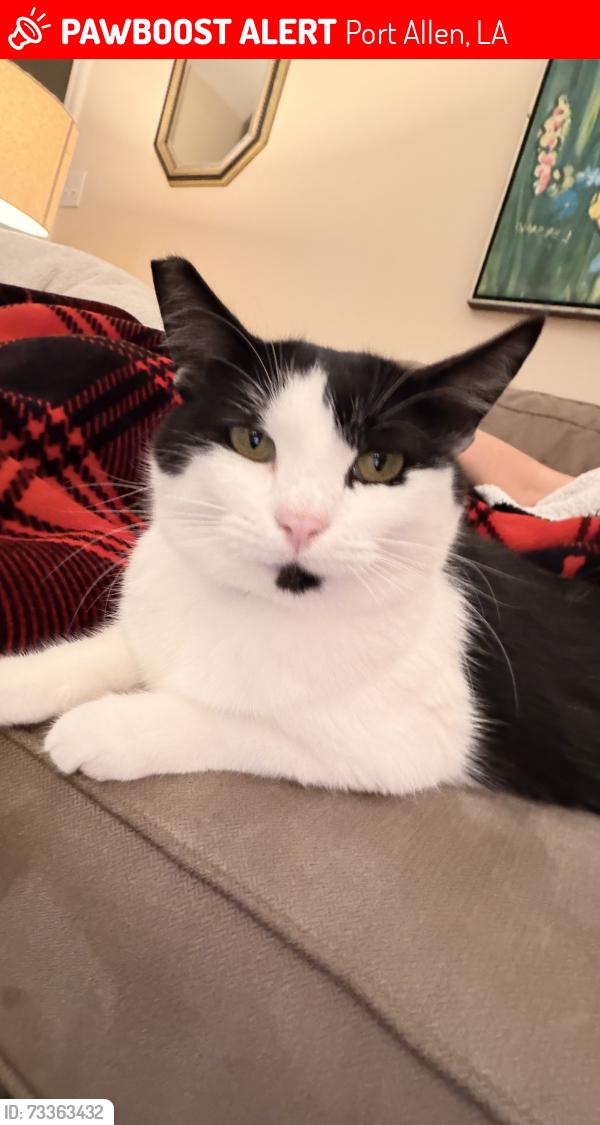 Lost Female Cat last seen River rd daycare, Port Allen, LA 70767