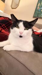 Lost Female Cat last seen River rd daycare, Port Allen, LA 70767