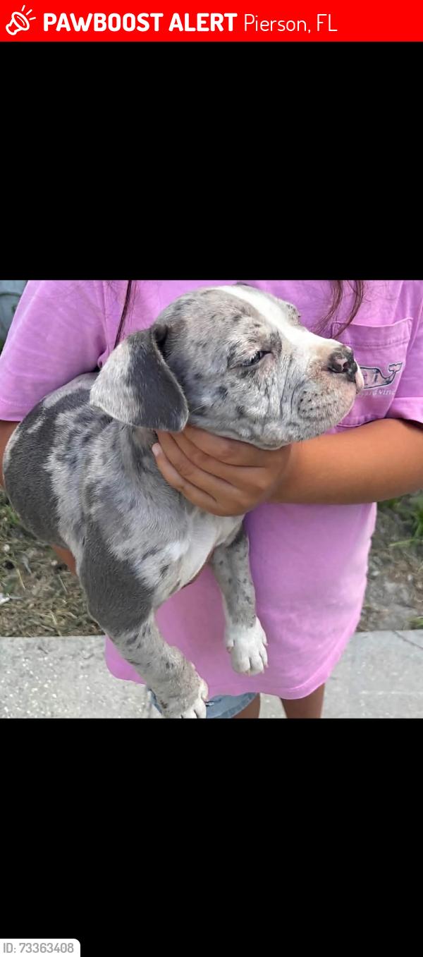 Lost Female Dog last seen Emporia rd, Pierson, FL 32180