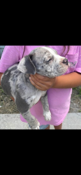 Lost Female Dog last seen Emporia rd, Pierson, FL 32180