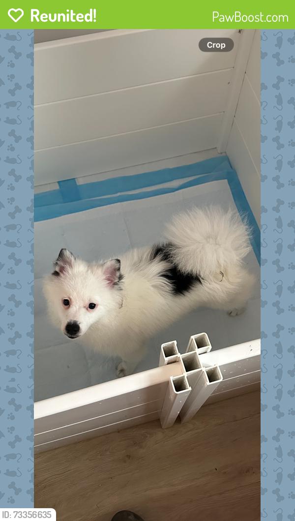 Reunited Male Dog last seen 94th street and faraghat road, Brooklyn, NY 11236