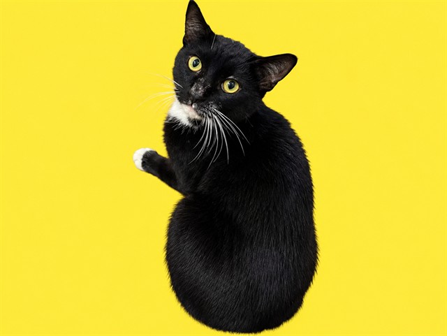Shelter Stray Male Cat last seen Near BLOCK SW 256 ST, 3599 NW 79th Ave, Doral, FL 33122, USA