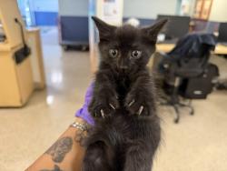 Shelter Stray Female Cat last seen Near BLOCK SW 75 AVE, 3599 NW 79th Ave, Doral, FL 33122, USA
