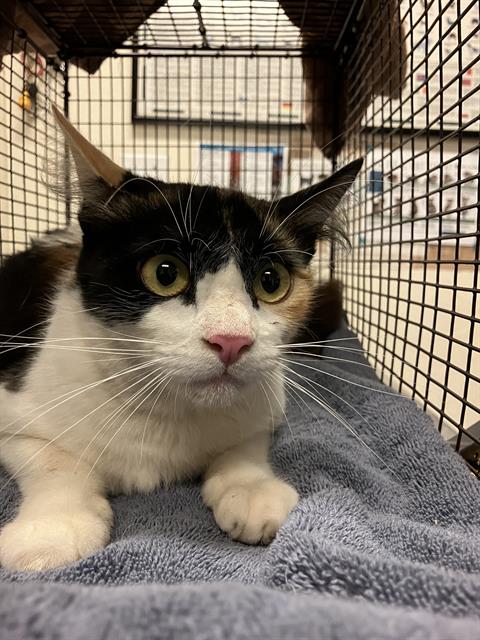 Shelter Stray Female Cat last seen Near BLK MORNINGSIDE ST, LONG BEACH, CA 90805, 7700 E Spring St, Long Beach, CA 90815, USA