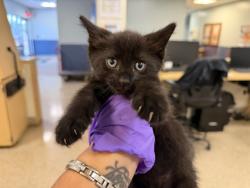 Shelter Stray Male Cat last seen Near BLOCK SW 75 AVE, 3599 NW 79th Ave, Doral, FL 33122, USA