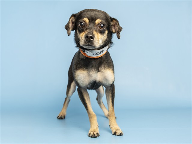 Shelter Stray Male Dog last seen 7TH ST / DUNLAP, 5501 E Van Buren St, Phoenix, AZ 85008, USA