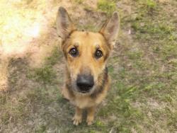 Shelter Stray Male Dog last seen 28TH ST MONTE VISTA, 5501 E Van Buren St, Phoenix, AZ 85008, USA