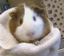 Shelter Stray Male Other last seen FRONT ST/OAK LN, 95673, 3839 Bradshaw Rd, Sacramento, CA 95827, USA