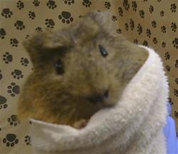 Shelter Stray Male Other last seen FRONT ST/OAK LN, 95673, 3839 Bradshaw Rd, Sacramento, CA 95827, USA