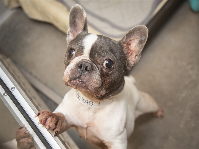 Shelter Stray Female Dog last seen UNKNOWN, 5501 E Van Buren St, Phoenix, AZ 85008, USA