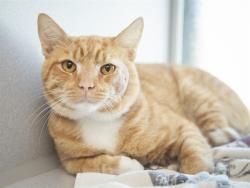 Shelter Stray Male Cat last seen NOT GIVEN, 5501 E Van Buren St, Phoenix, AZ 85008, USA