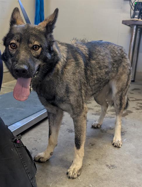 Shelter Stray Female Dog last seen , 600 Aviation Dr, Camarillo, CA 93010, USA