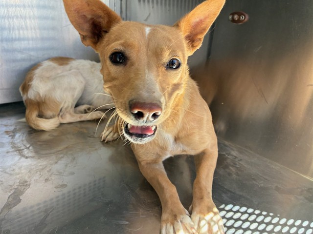 Shelter Stray Female Dog last seen 299TH AVE AND PATTON RD, 2500 S 27th Ave, Phoenix, AZ 85009, USA