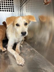 Shelter Stray Female Dog last seen 299TH AVE AND PATTON RD, 2500 S 27th Ave, Phoenix, AZ 85009, USA