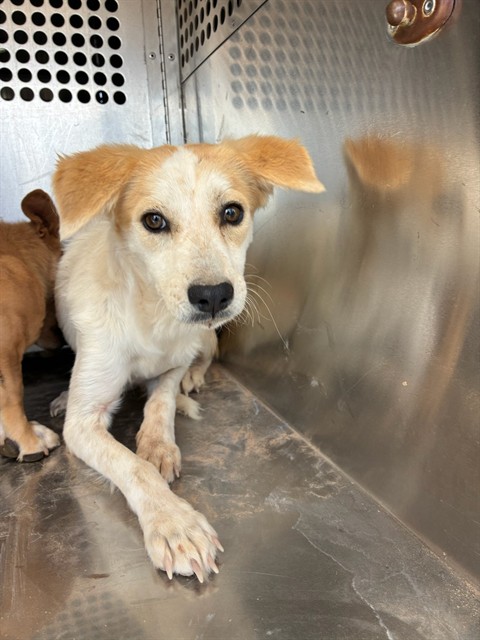 Shelter Stray Female Dog last seen 299TH AVE AND PATTON RD, 2500 S 27th Ave, Phoenix, AZ 85009, USA