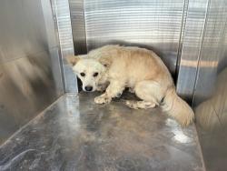 Shelter Stray Male Dog last seen 299TH AVE AND PATTON RD, 2500 S 27th Ave, Phoenix, AZ 85009, USA