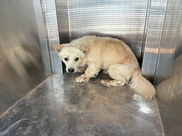 Shelter Stray Male Dog last seen 299TH AVE AND PATTON RD, 2500 S 27th Ave, Phoenix, AZ 85009, USA